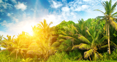 Tropical palms on the sandy beach. In the blue sky a bright sunrise.の写真素材