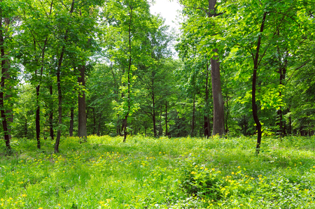 Spring park, green meadow and blue sky.の写真素材