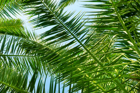 Palm leaves and blue sky.の写真素材