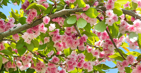 Cherry Blossom or Sakura flower on natureの写真素材