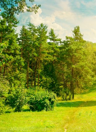 Natural forest with coniferous and deciduous trees, meadow and footpaths. Summer. A bright sunny day.の写真素材