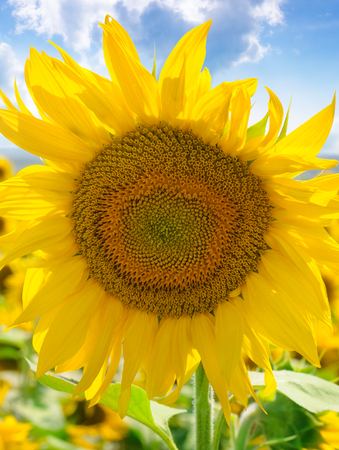 Sunflower flower against the blue sky and a blossoming field. Agricultural landscape.の写真素材