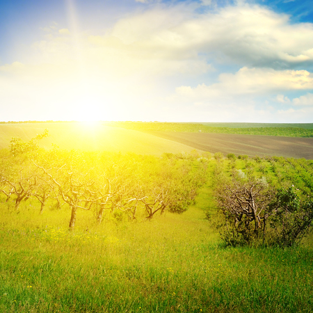 Garden with fruit trees and sunrise. Orchard in the spring season.の写真素材