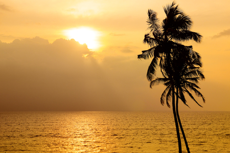 Golden sunset over the ocean. Against the sky the dark silhouette of a coconut tree.の写真素材