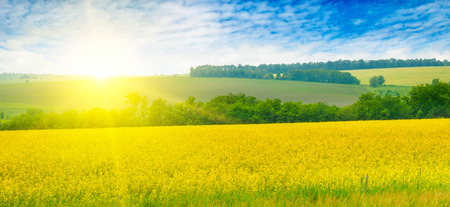 Blossoming rapeseed field leading to the beautiful sunset sky. Wide photo. Agricultural landscape.の写真素材
