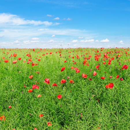Bright scarlet poppies on the background of green rapeseed and blue sky.の写真素材