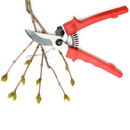 Garden shears and tree twig isolated on white background.の写真素材