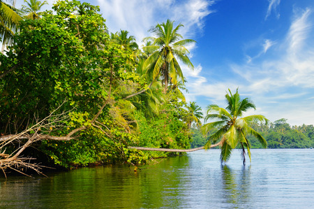 Tropical palm forest on the river bank. Sri Lanka. Picturesque and gorgeous scene.の写真素材