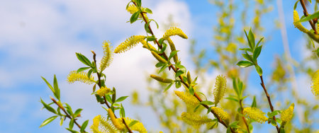Willow twigs on blue sky background. Easter and spring concept. Wide photo.