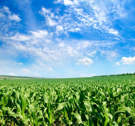 Green field with corn and blue cloudy skyの写真素材