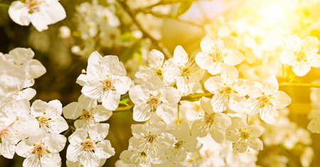 Spring flowers. Beautifully blossoming tree branch. Cherry - Sakura and sun with a natural colored...