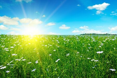 Field with flowering flax and sun rise on blue sky.