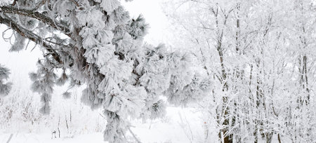 Winter landscape . Forest in the snow