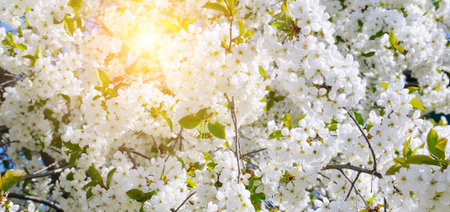 Beautifully blossoming tree branch. Cherry - Sakura and sun with a natural colored background. Wide...