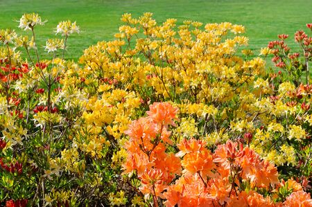 Rhododendron flowers in a city park in spring. Beautiful bright background.の写真素材