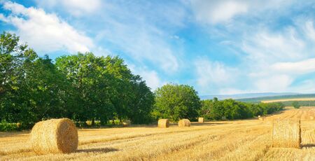Straw bales on a wheat field and blue sky. Agricultural landscape. Wide photo.の写真素材