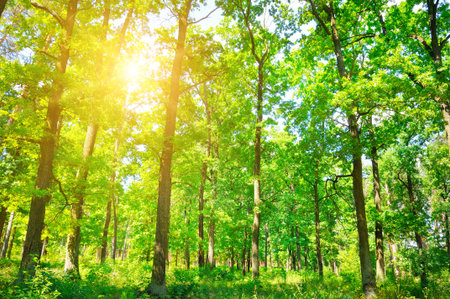 Beautiful panorama landscape with sun and forest and meadow at sunrise.
