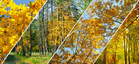Autumn forest with yellow leaves