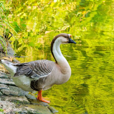 Home gray goose stands on the shore of a reservoir.の写真素材