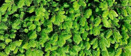 Background from fluffy young sprigs of spruce. Wide photo.の写真素材