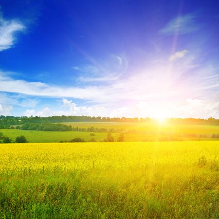 Bright sunset over rapeseed field.の写真素材