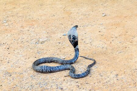 The King Cobra on sand. Wild and dangerous animals.の写真素材
