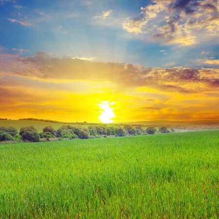 Green field, sun and blue sky. Agricultural landscape.