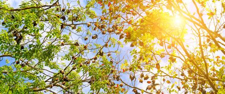 Colony of indian flying foxes. Exotic background. Sri Lanka. Wide photo.の写真素材