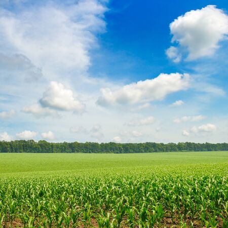 Agricultural landscape. Green corn field and bright blue sky.の写真素材
