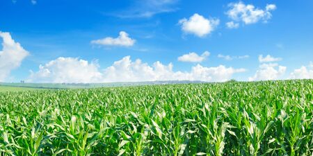Green corn field and bright blue sky. Wide photoの写真素材