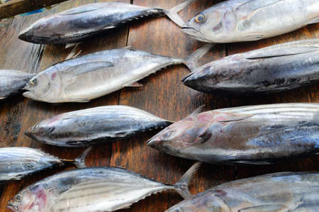 Fresh tuna in the traditional market. Sri Lanka.の写真素材
