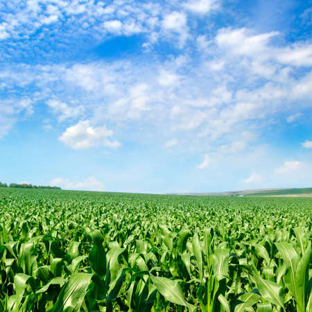 Corn field and sky with beautiful clouds.の写真素材