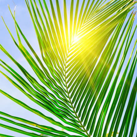 A bright and sunny palm tree branch with a sun flare.の写真素材