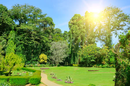 A tropical park with beautiful trees and extensive lawns. Peradeniya Royal Botanical Gardens - Kandy - Sri Lanka.の写真素材