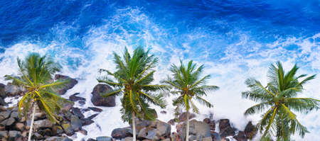 Aerial top view of palm trees and a rocky shore. Sea waves are breaking on the rocks on the beach. Sri Lanka. Wide photoの写真素材