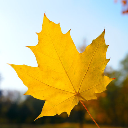 Autumn maple leafs on a background of blue sky.