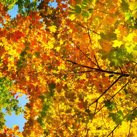 Autumn orange maple leaves over blurred sky.