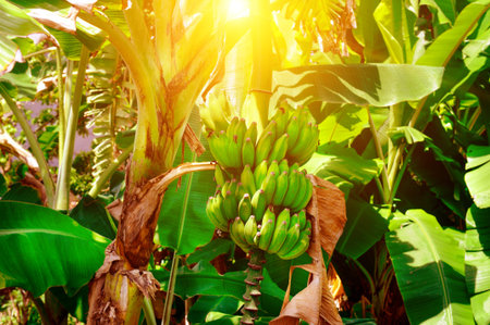 A bunch of green bananas ripens on a palm tree in a tropical garden and sun.の写真素材