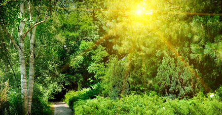 A beautiful city garden with trees and shrubs. Warm summer evening. Wide photo.