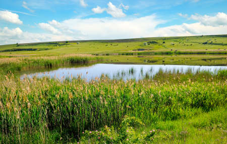 Reeds along the edge of a misty lake below a blue sky in sunlight at sunrise in a spring morningの写真素材