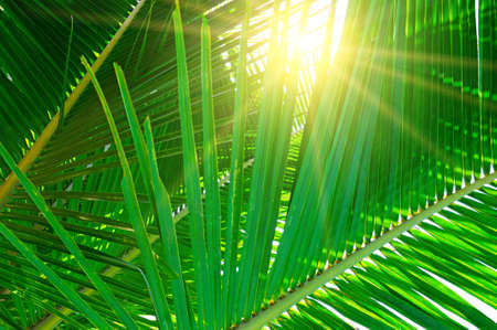 Rays of the sun through palm leaves. Soft focus. Jungle nature.の写真素材
