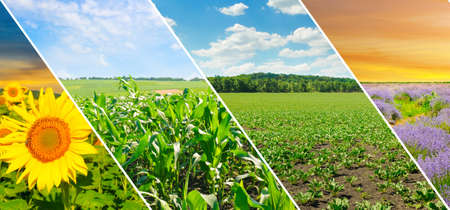 Panoramic view of green field and blue sky with light clouds. Collage.Wide photo.の写真素材