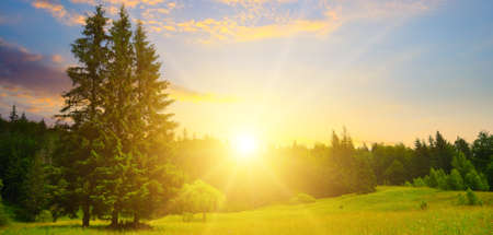 Sunrise in Carpathian mountains. Flowers on grassy meadows and forested hill. Wide photo.の写真素材