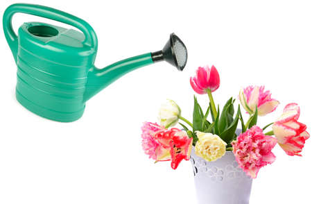 Tulips bouquet and watering can for plant watering isolated on white background. Collage. Concept: growing and caring for plants.の写真素材