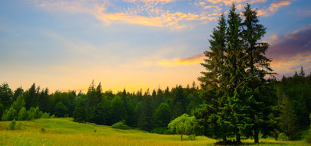 Gorgeous sunrise in mountains. Flowers on grassy meadows and forested hill. Wide format.