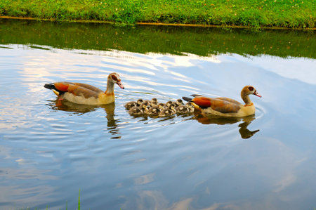 Two adult geese and goslings are swimming along the river.