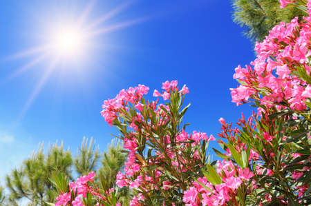 Flowering branches of pink Oleander Nerium tree under the blue skyの写真素材