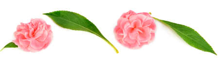 Blooming balsam flowers isolated on a white background. Wide photo.の写真素材