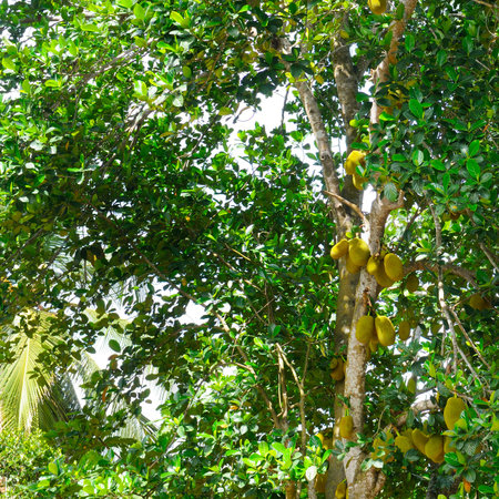 Breadfruit (Artocarpus altilis) tree with ripe fruits. tropical garden.