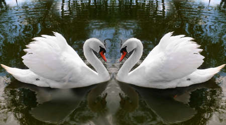 White two swans on a background of dark lakes.の写真素材